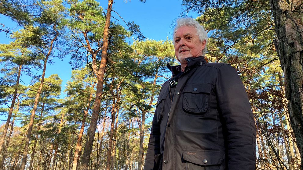 Stellan Karlsson, skogsplantekonsult, tittar ner mot kameran framför trädkronorna.