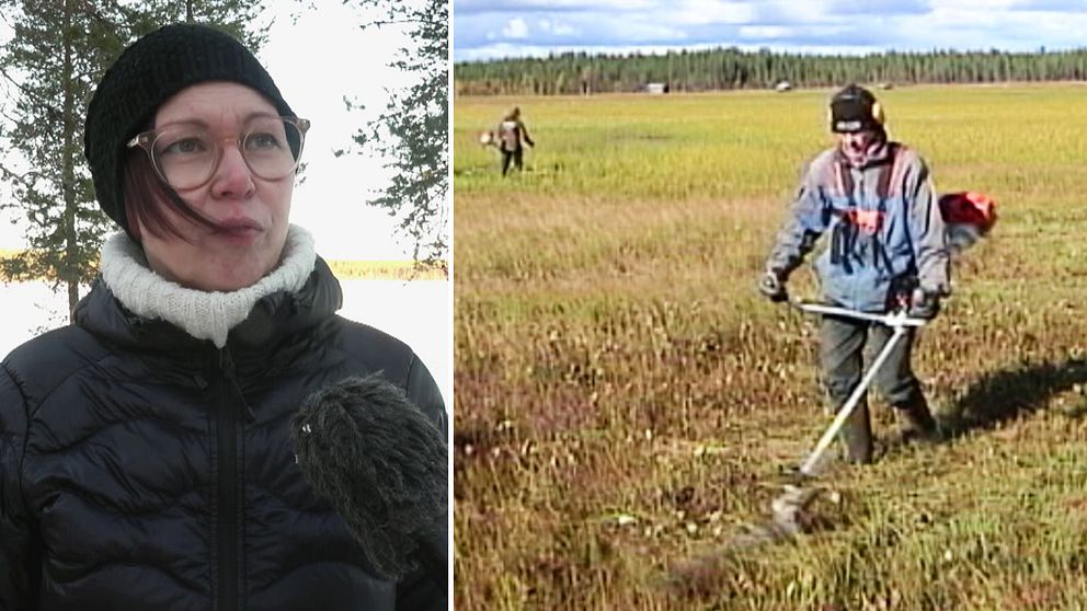 Anna-Lena Lehto,  ordförande i föreningen Vasikkavuoma utveckling, och en arkivbild på en slåttermyr.