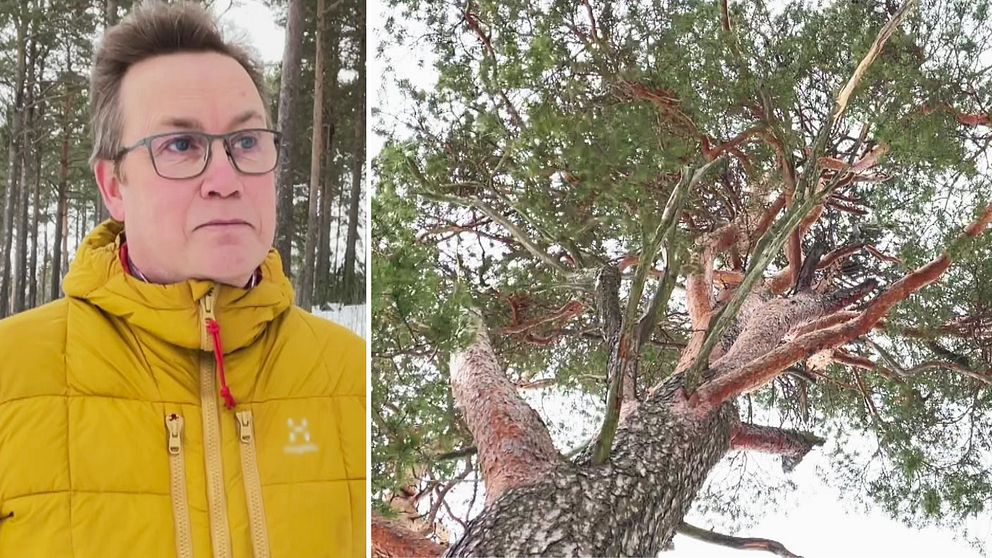 Länsstyrelsens Per-Anders Jonsson och bild på ett träd från ett av Norrbottens naturreservat.