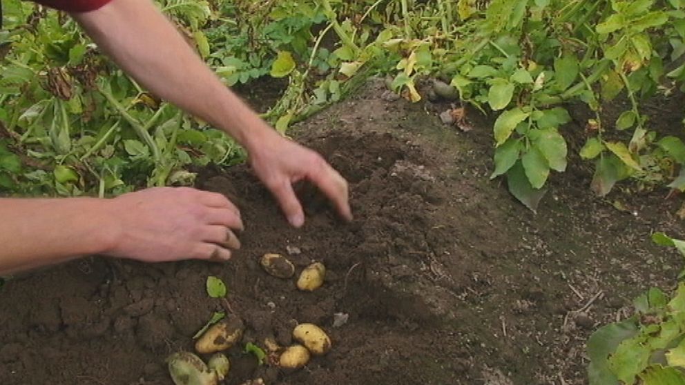 Patrik Axelsson utanför Hultsfred inspekterar sina potatisodlingar den 14 augusti. Översvämningarna i juli ser ut att ha gjort stor skada.