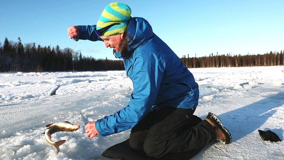 Andreas Broman, biolog på länsstyrelsen i Norrbotten, fångar den världsunika kustharren.