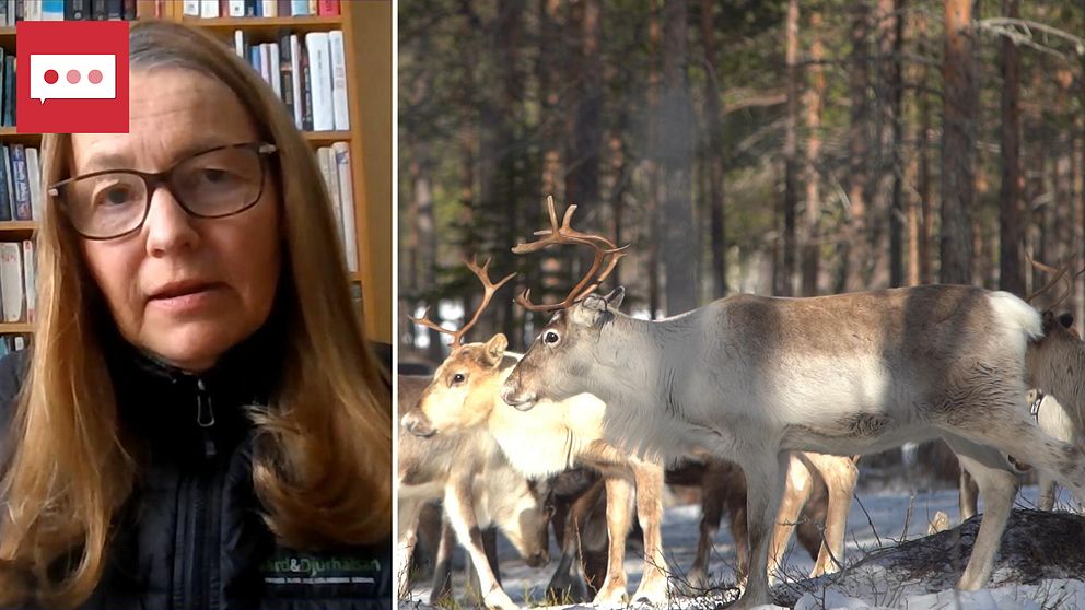 Delad bild. Till vänster en kvinna i glasögon och långt hår, i bakgrunden syns en bokhylla. Till höger renar i en skog.