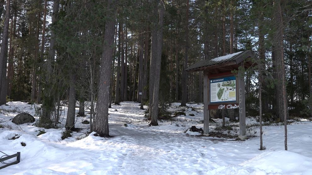 I Dalarna finns det över 300 naturreservat, där skötseln nu kommer bli mindre. ”Det är en ganska rejäl neddragning”, säger Jemt Anna Eriksson om regeringens minskade anslag till länsstyrelsen Dalarna.
