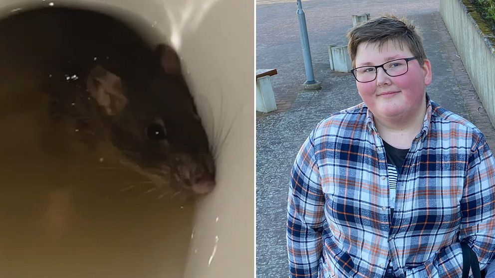 Till vänster en råtta i en toalett på Färsingaskolan, till höger eleven Gustaf Ehrnborn