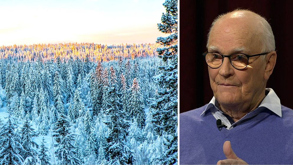 Miljardären Roger Akelius har köpt skog för över 400 miljoner kronor i Jämtlands län. På bilden ser man till vänster tät granskog med snö på träden. Till höger Roger Akelius, en skallig man med glasögon, blå tröja och vitblårandig skjorta.