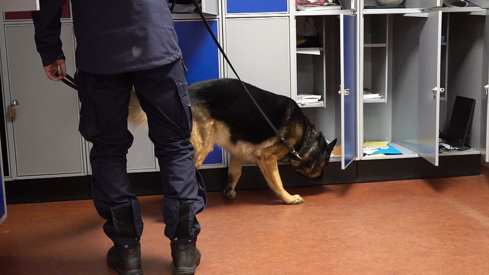 Polishund söker efter narkotika i skåp på skola