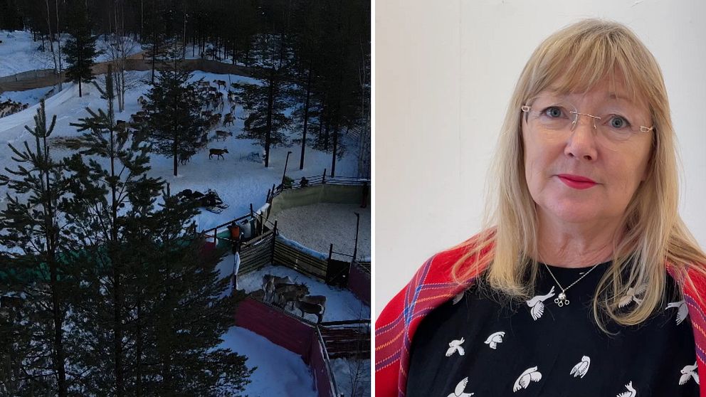 Kerstin Andersson värnar det skogssamiska och föreläser just nu om sin bok. – Det var en tuff assimileringspolitik som bedrevs i Sverige, säger hon.
