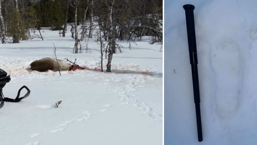 Polisen har säkrat ett skospår i snön bredvid den skjutna renen, till höger om skotern. På bilden med en batong som referensobjekt så man uppfattar storleken.