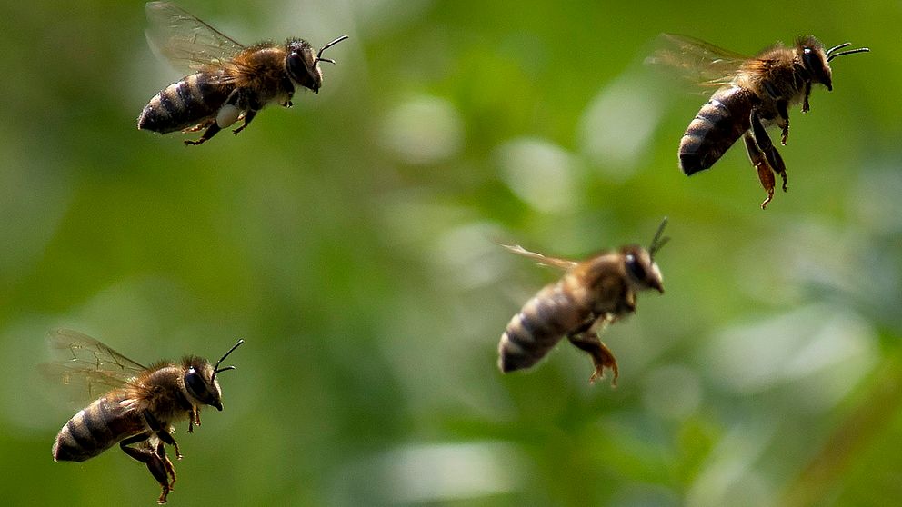 Forskarna hoppas att små robotflugor ska kunna hjälpa till med att pollinera växter och träd i framtiden. Arkivbild på fyra verkliga bin som flyger.