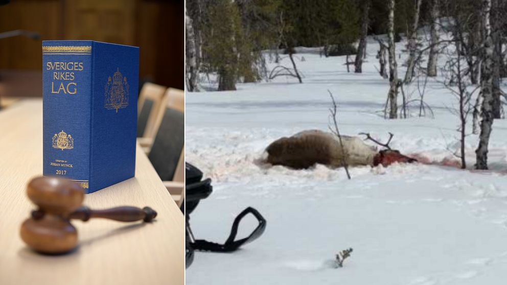 Till vänster lagbok och domarklubba, till höger en skjuten ren i snön.