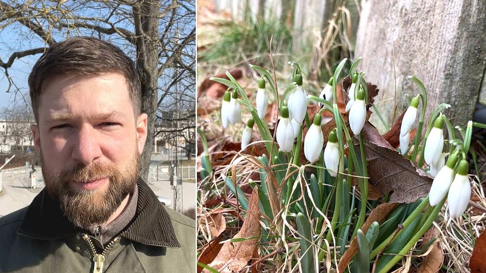 Till höger: SVT:s meteorolog och till vänster blommar snödroppar.
