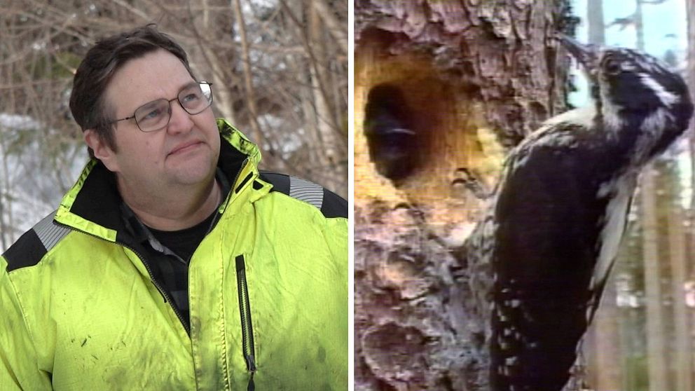 Till vänster: Markägaren Henriks Hägglund i sin skog i Svedje. Till höger: Bild på hackspett som sitter på ett träd.