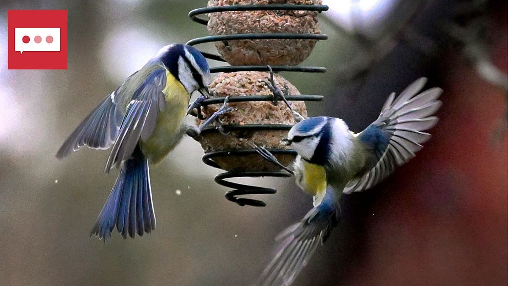 Två talgoxar som äter på en talgboll