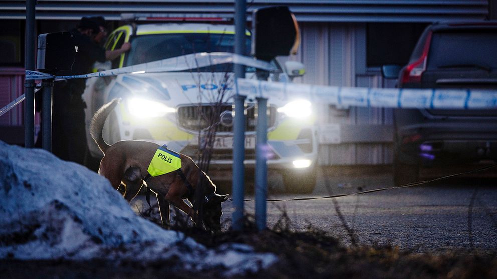 En polisbil och en polishund som letar Öst på stan i Umeå efter en skottlossning i april 2023.
