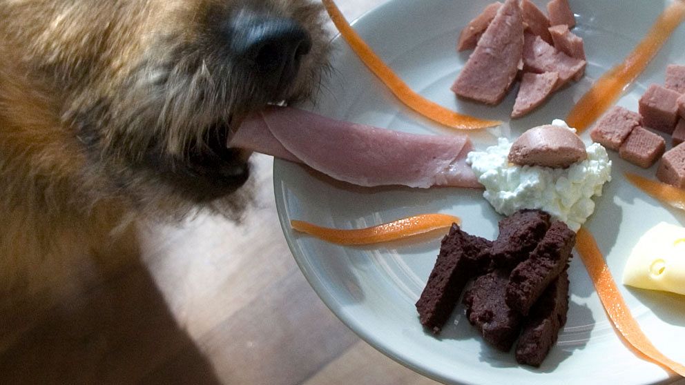 Hund som äter mat.