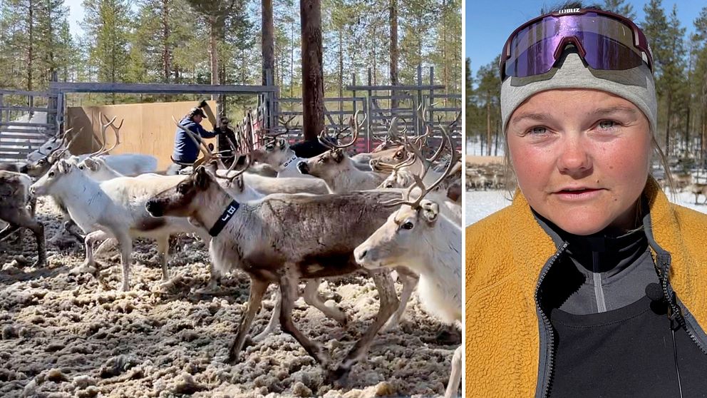 Idre nya sameby är sedan år 2019 med ii ett projekt där man ska se hur mycket renkalvar som björnen tar, vilket renägaren Martina Jonsson tycker är bra då det nu finns dokumenterat att björnen dödar många renkalvar.