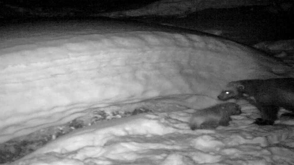 en bild tagen med kamera i mörker av en järvunge och en hona