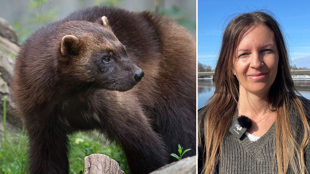 Följ med på järvinventering i Västerbottens skogsland – se nya bilderna ...