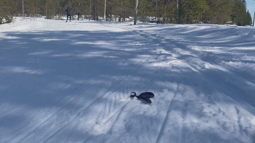 En huggorm på skidspåret på Nydala i Umeå.