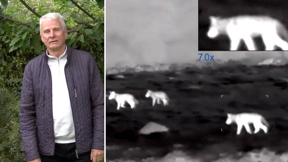 Olof Hellström tittar in i kameran, till höger i bild foto från Magnus Hellströms värmekikare hösten 2021 när han filmade vargar på Linderödsåsen
