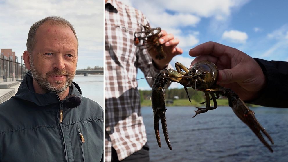 Tony Söderlund, flodkräfta i Skellefteälven