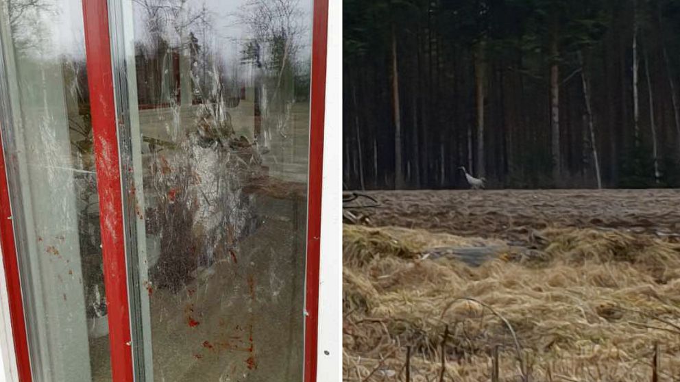 förstörda fönster efter attt ranor sparkat mot glaset, och en trana springer