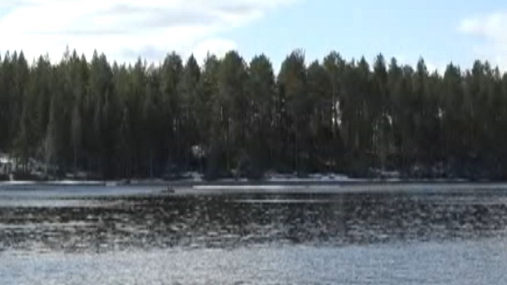 Bilden är tagen ur Den Stora älgvandringen. På bilden syns vatten och skog och en liten, liten älg mitt i vattnet.