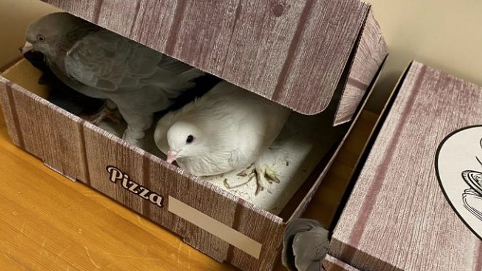 En vit och en grå duva tittar fram ur en halvt öppen pizzakartong.