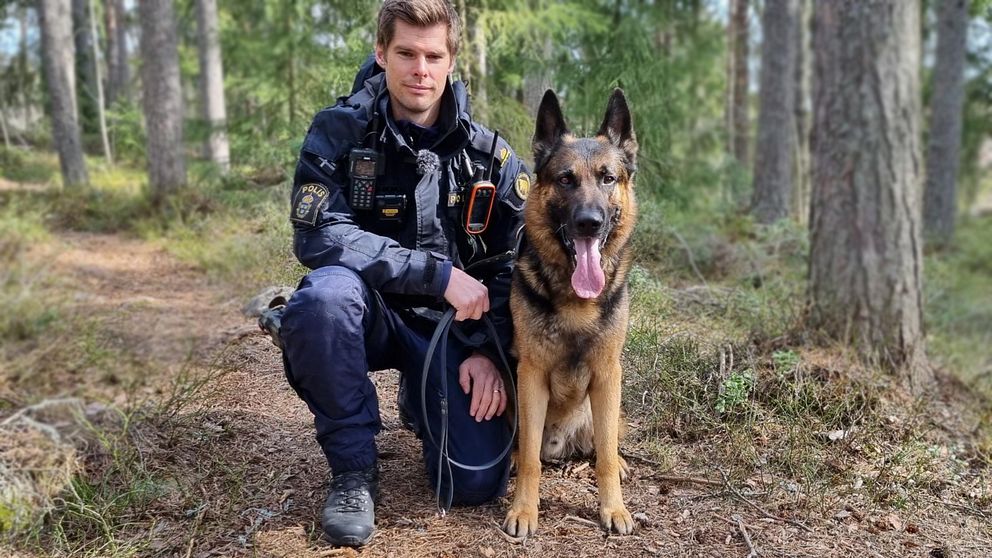 en man i polisutrustning hukar med sin schäferhund på en stig i skogen
