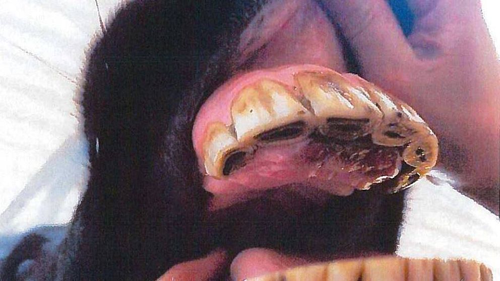 På bilden ser man en mun på en häst där man ser tänderna och gommen.