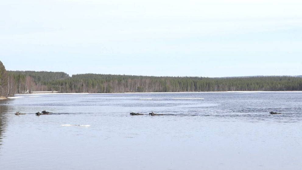 Bilden är tagen ur programmet Den Stora älgvandringen. Där syns flera älgar som simmar över Ångermanälven som ett tåg.