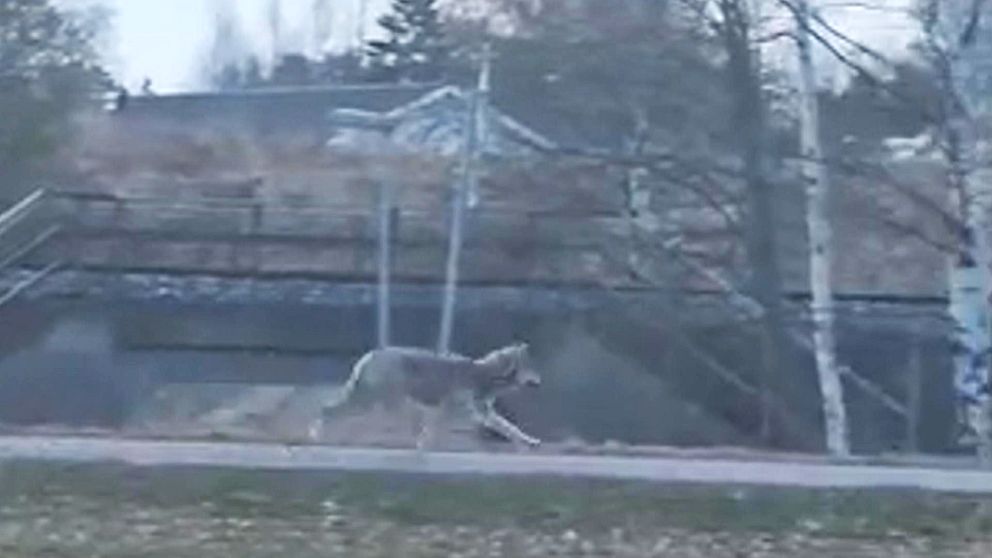 varg som springer på gång- och cykelbana.