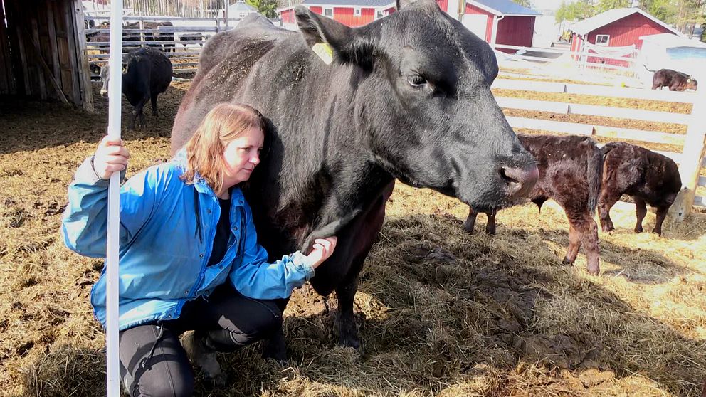 Köttbonden Anne Enokssonklppar om ett av sina djur i kohagen.