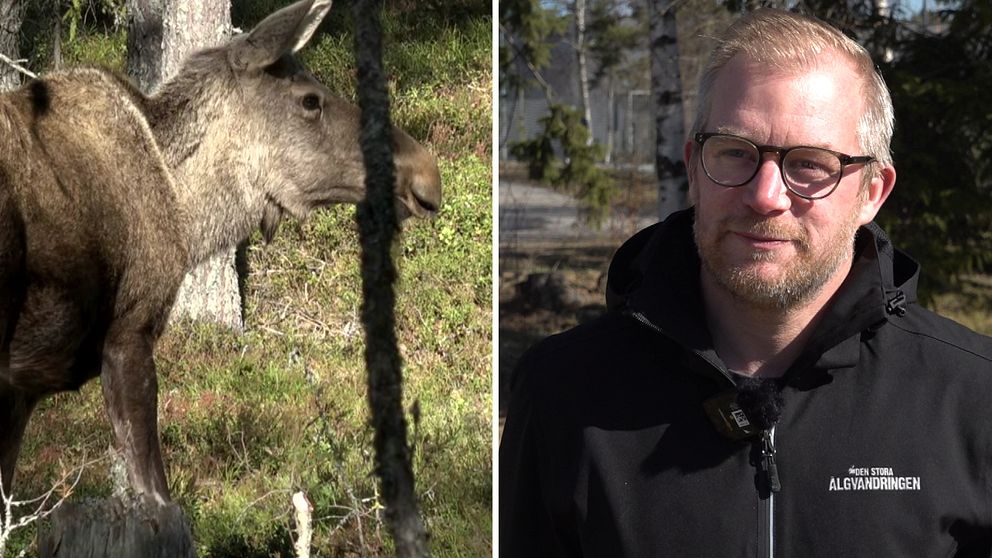 Bilden är ett montage. Till vänster syns en älg som står i skogen. Till höger står Johan Erhag. Han har glasögon på sig och tittar mot kameran. Han har en svart hoodie på sig.