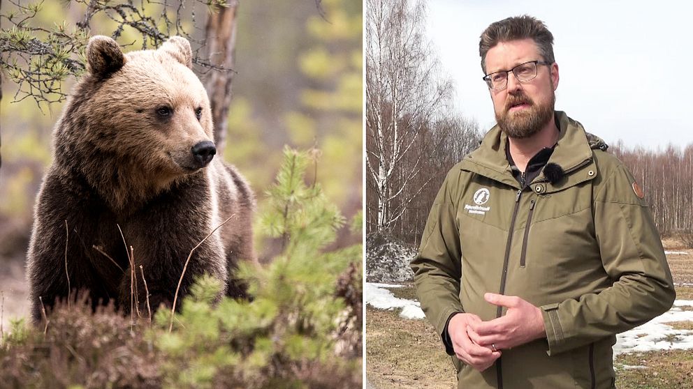 Till vänster: Bild på brunbjörn i skog. Till höger: Daniel Widman, en man i 40-årsåldern, står iklädd grön jacka utomhus med skog i bakgrunden.