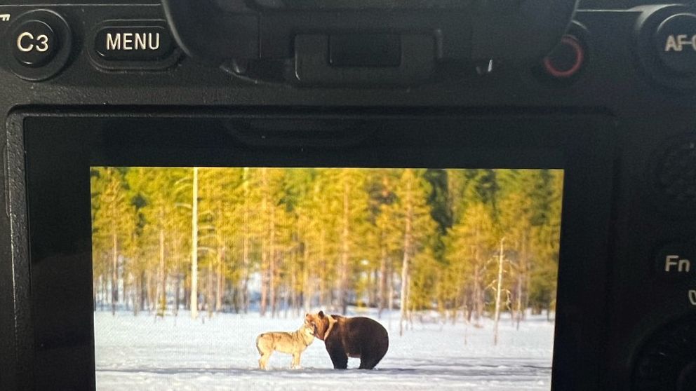 En varg och en björn kramas i naturen och fotografen Magnus Winbjörk.