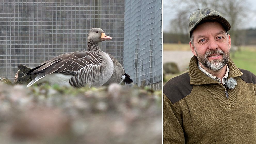 En gås i en bur till vänster, jägaren Jonas Fransson till höger. Man med keps och skägg.