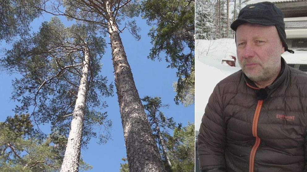 till vänster bild på skog; till höger Peter Larsson i Mauskare sameby