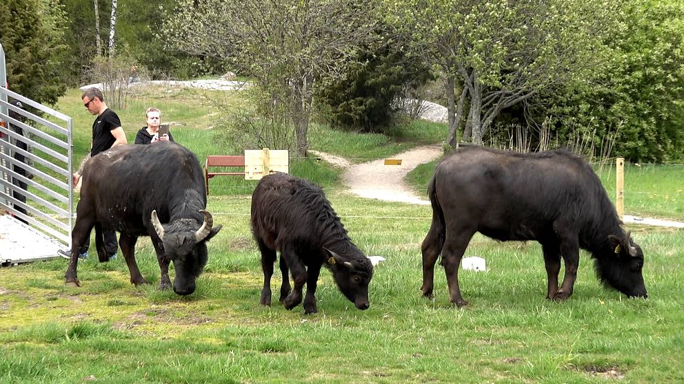 De tre vattenbufflarna Maud, Sirius Black och Elna betar i Björkby-Kyrkvikens naturreservat vid Vallentunsjön.