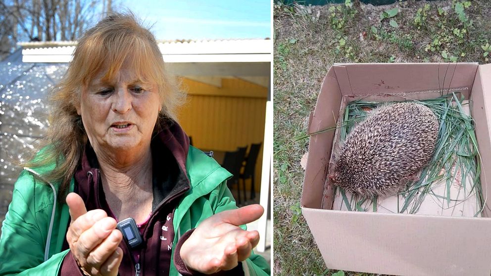 Katarina Klingström på Torsjödals koloniområde visar med händerna hur hon plockade upp igelkotten. Brevid en bild på den skadade igelkotten som ligger i en kartong.