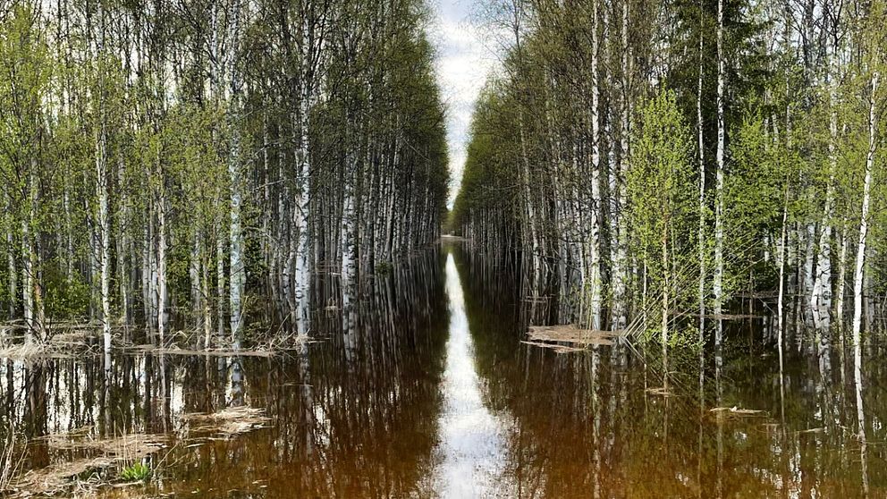 Bild på översvämmad skog.