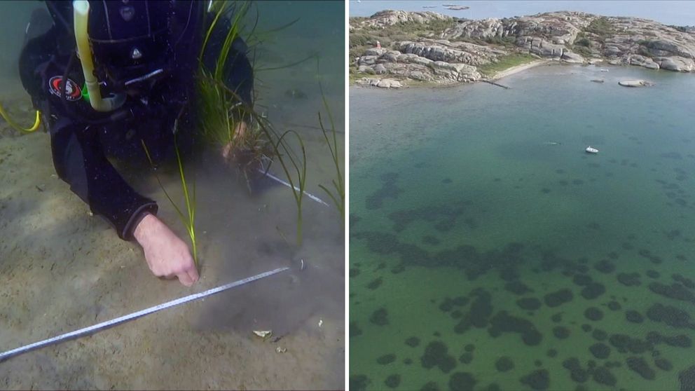 En dykare sätter ut små gräs i havsbotten, delad bild med drönarbild över klippor och hav i en vik.