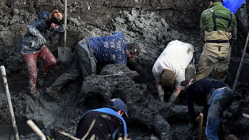 Forskare gräver fram den mammutskalle som hittades i en åker i Michigan.
