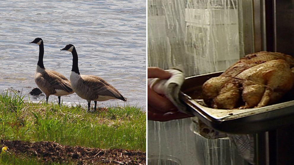 Tvådelad bild. Till vänster två kanadagäss i ett vattenbryn. Till höger en tillagad fågel på väg ut ut en ugn.