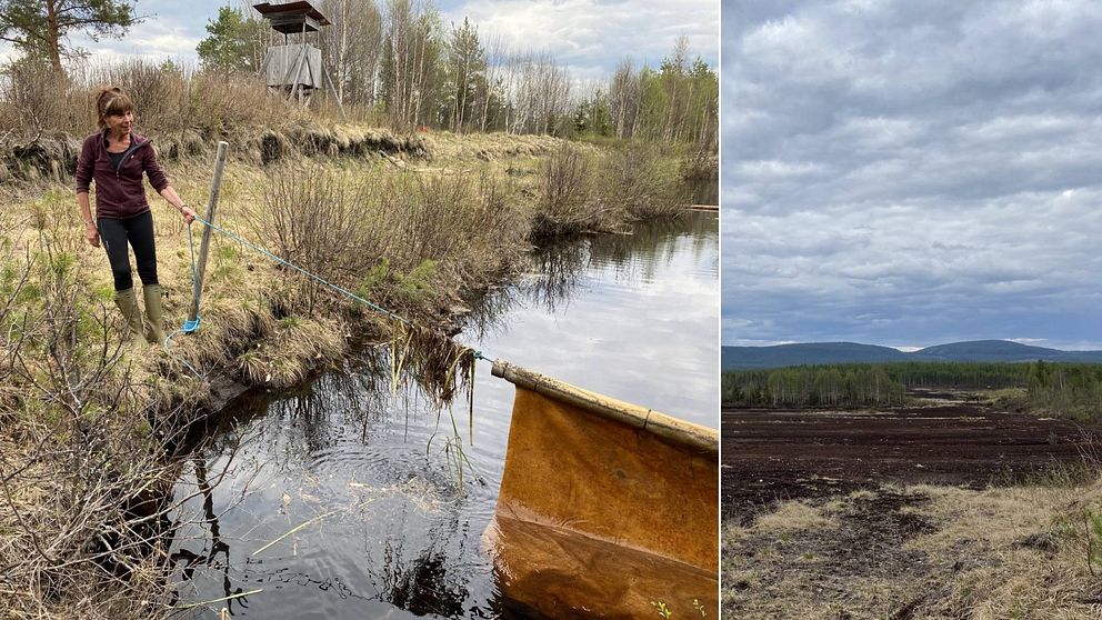 Kvinna som står vid en damm med vatten plus bild på torvmyr