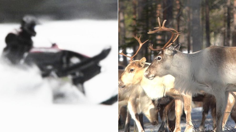 En  skoter som kör i vintermiljö i en splitbild med två renar.