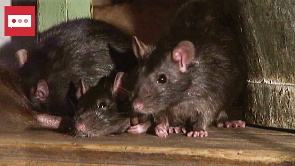 Tre bruna råttor ihopkurade i ett hörn.