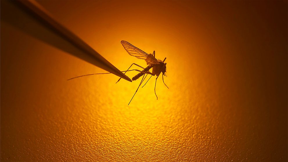 Varför får vissa mer myggbett än andra? I ”världens största parfymfabrik för myggor” undersöker forskarna vilka dofter myggorna föredrar. I videon visar de hur försökspersonerna slipper bli bitna – och avslöjar hur favoritdoften luktar.