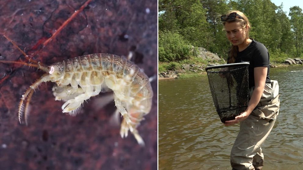 Tvådelad bild: En större rovmärla, ett kräftdjur, och Erika Karlsson, samordnare för invasiva arter i sötvatten vid länsstyrelsen i Värmland