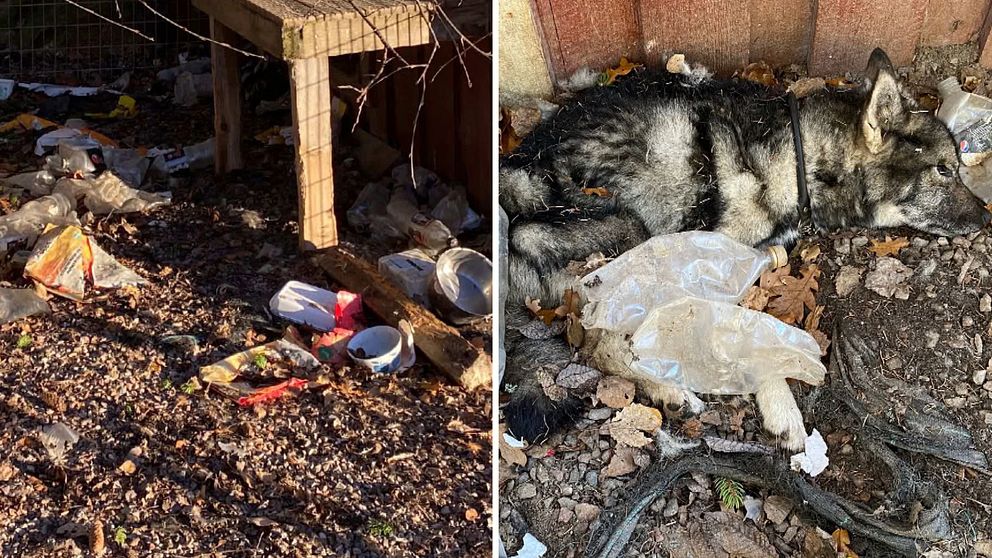 Bilden är ett montage. Till vänster syns insidan av en hundgård där det ligger massor med skräp på marken. Till höger syns en hund som ligger ner på marken.